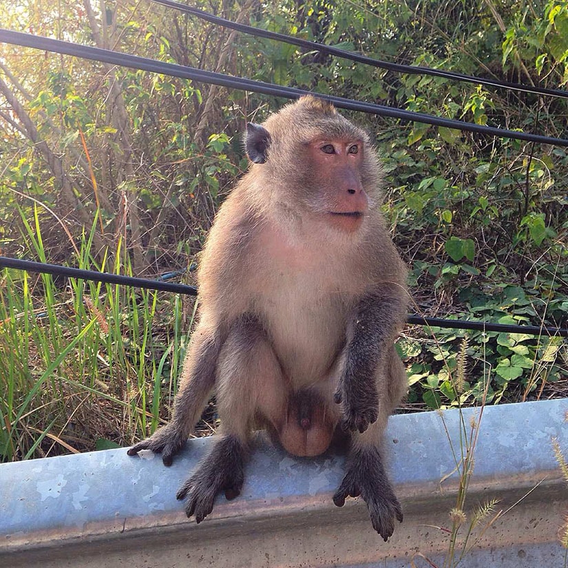 Тест-драйв мобильного интернета в Италии. Сравнение Оранж, Глобалсим, Билайн и 1010.