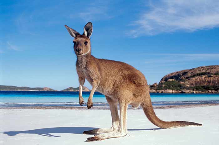 Мобильный интернет в Австралии