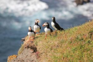 птичьи скалы вестманна фареры