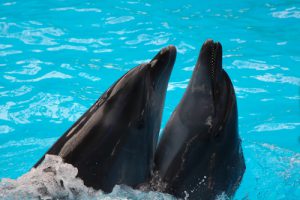 Парк "Морской мир" или "Sea World"