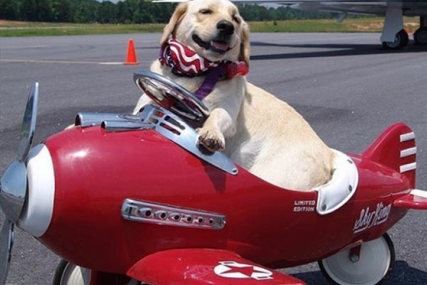 животных в самолете перевозят в клетке