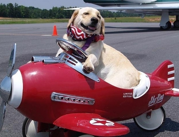 Тонкости организации перелета животным