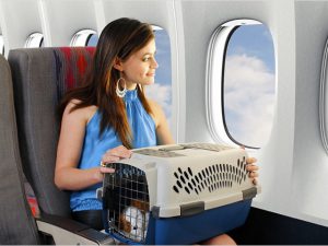 что должен знать хозяин животного при перелете