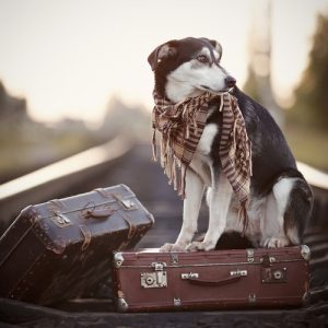 путешествие с домашним любимцем