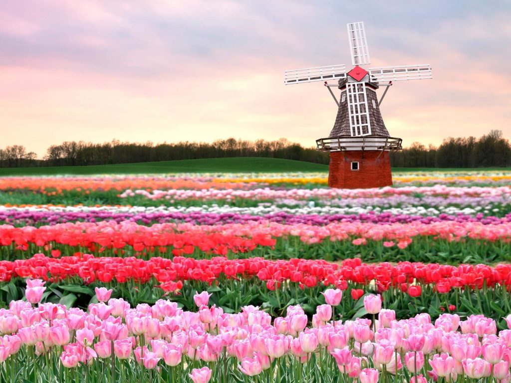 голландия мельница и тюльпаны