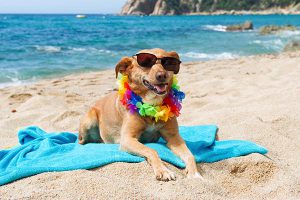 специально оборудованный пляж для собак