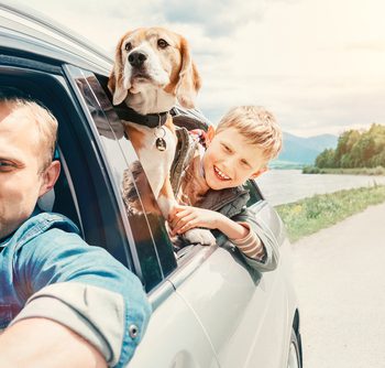 путешествие с животными