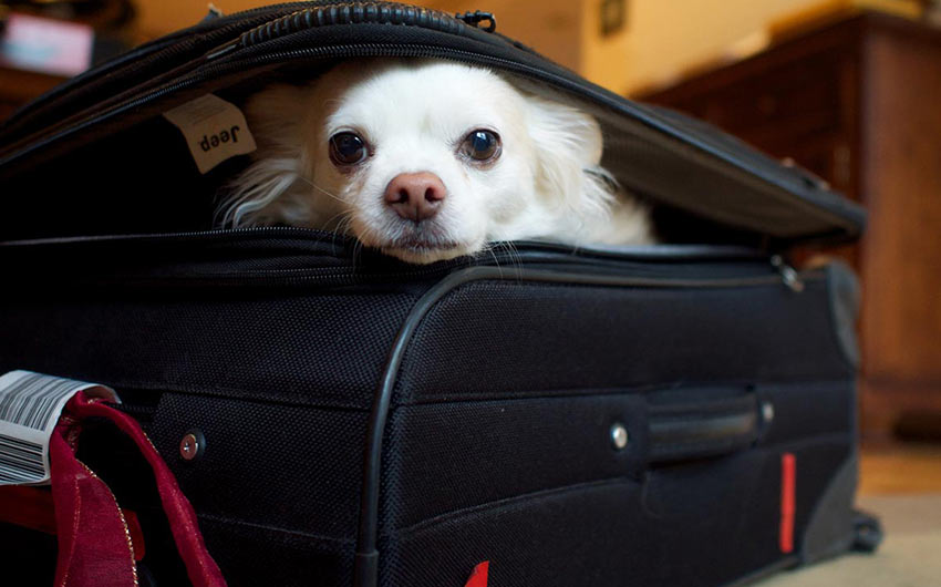 Правила путешествия на поезде для пассажиров с животными