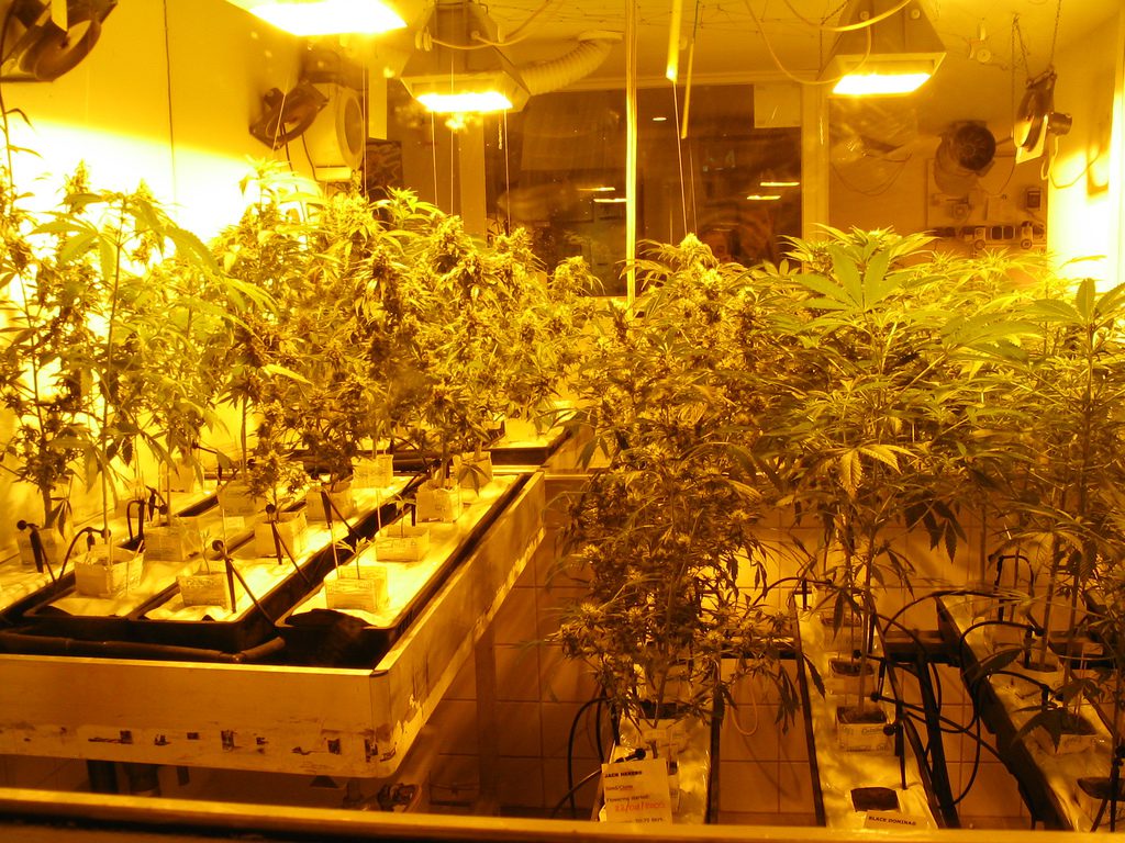 Музей марихуаны в Амстердаме