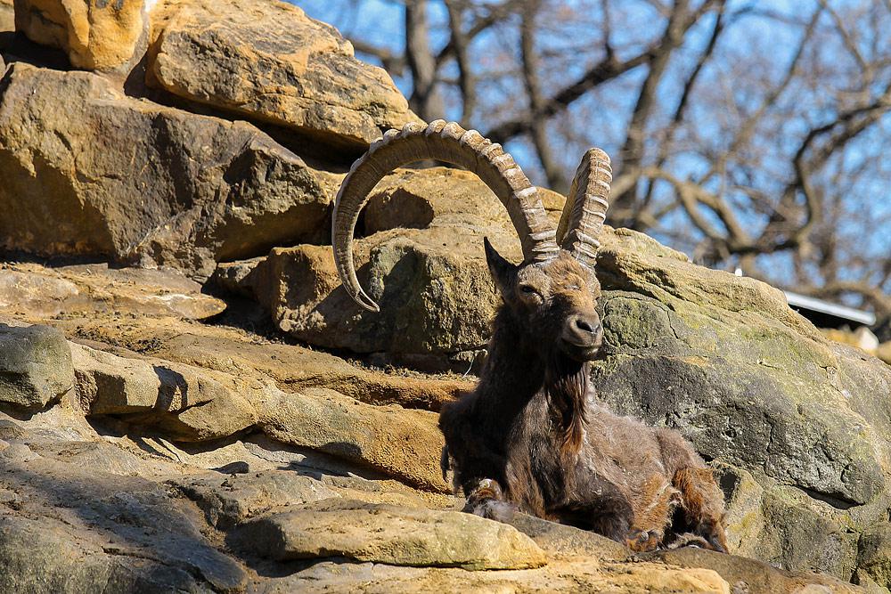 зоопарк Берлин