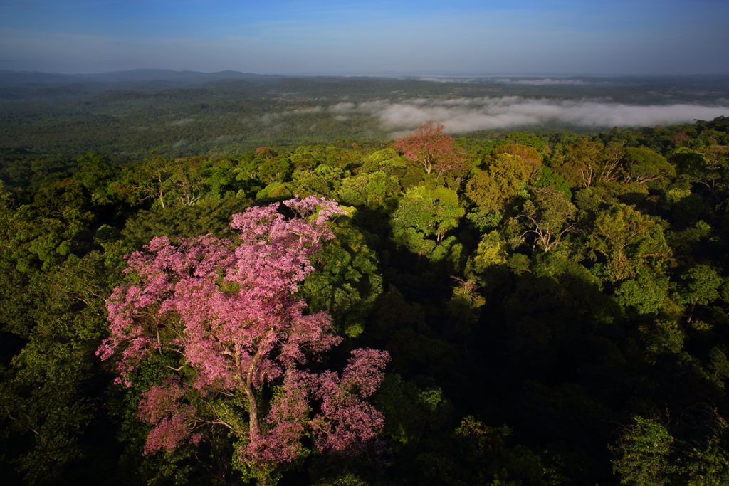 особенности Французской Гвианы