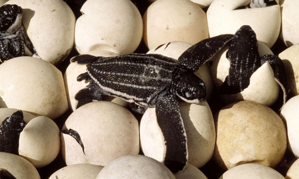 French Guiana beaches