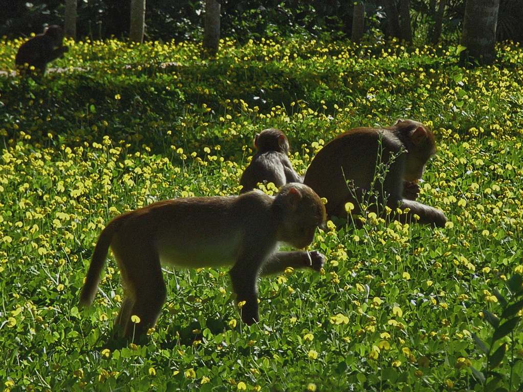Monkey Island Nanshan