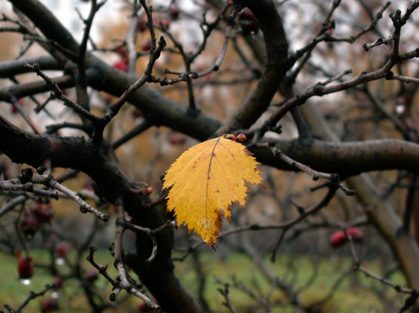 Специалисты прогнозируют снижение рентабельности компании «Мегафон»