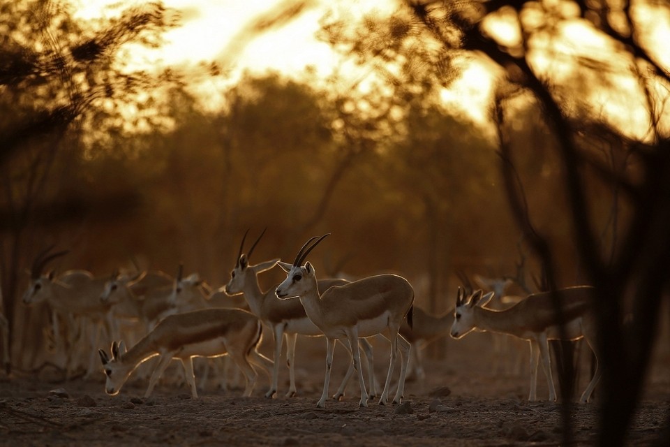 Арабский парк дикой природы на острове Сир-Бани-Яс