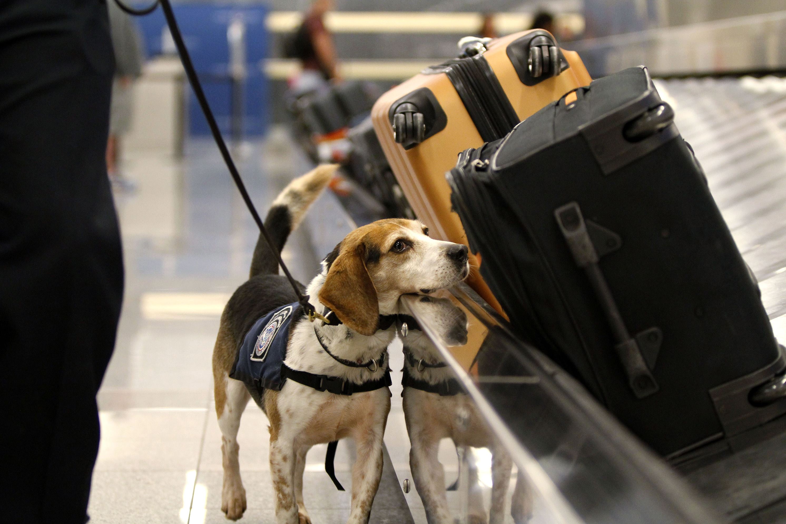 Обычные товары и вещи, которые запрещено ввозить в другие страны