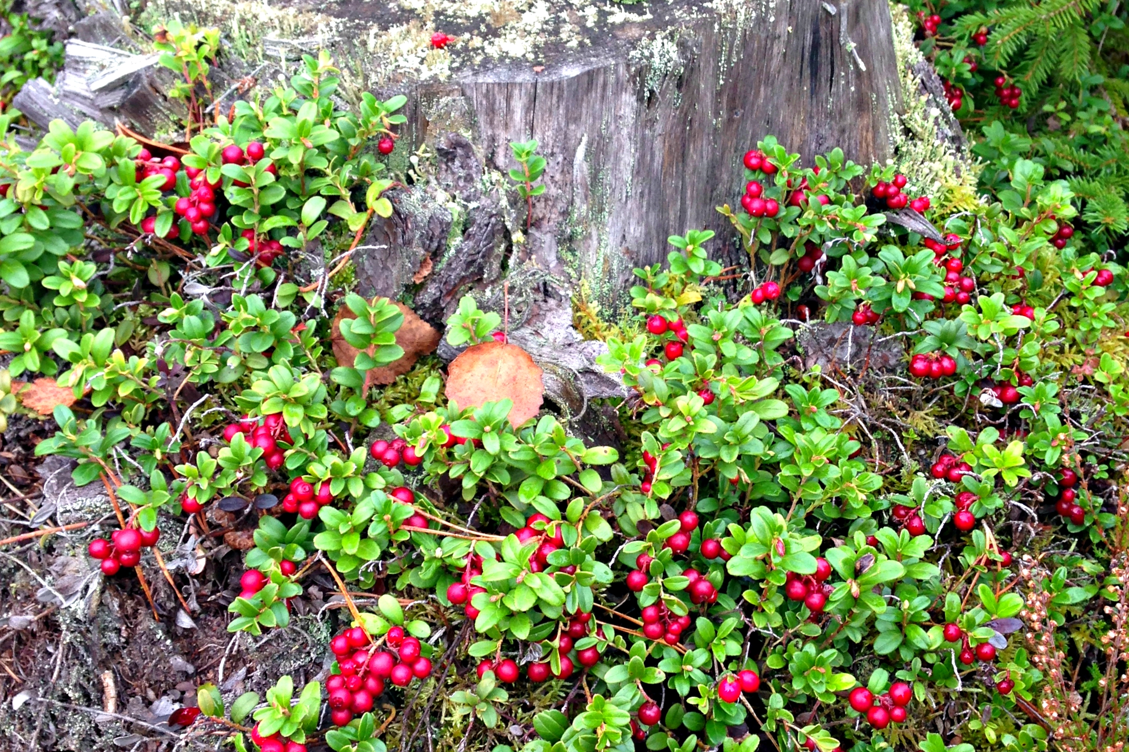 Покупка сим-карты для Финляндии 