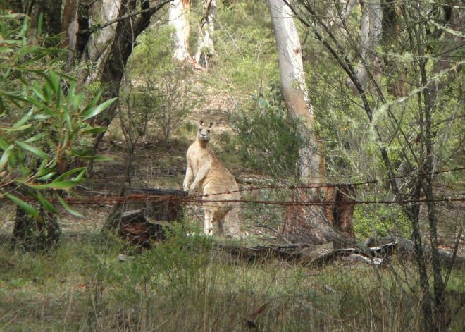 Жили в отельчике Sidney Waterfront Inn