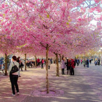 Бюджетное путешествие в Японию: как сэкономить и почему стоит поехать?