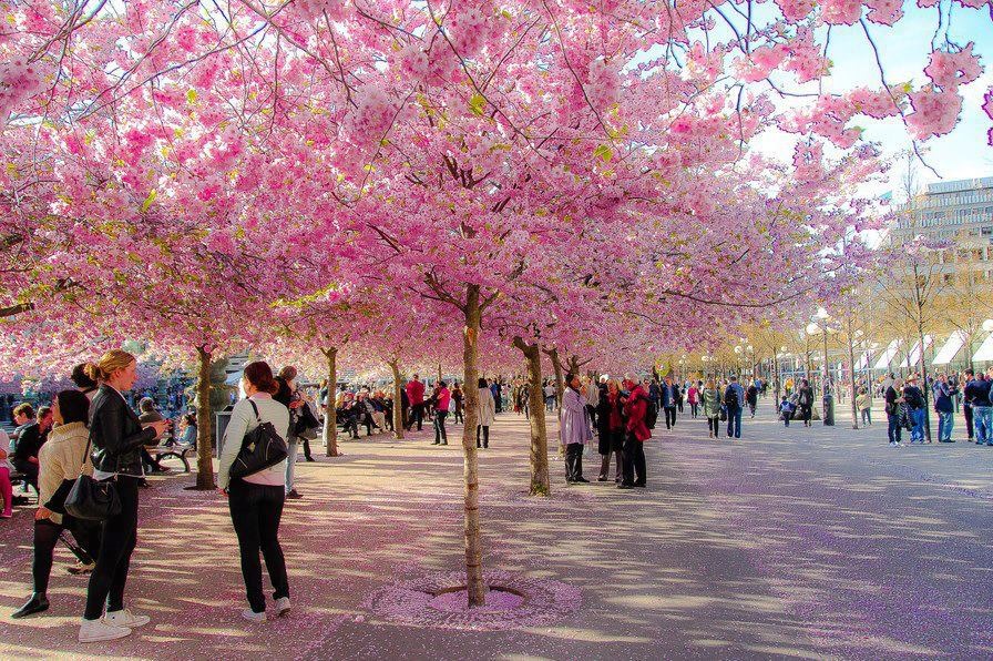 Бюджетное путешествие в Японию: как сэкономить и почему стоит поехать?