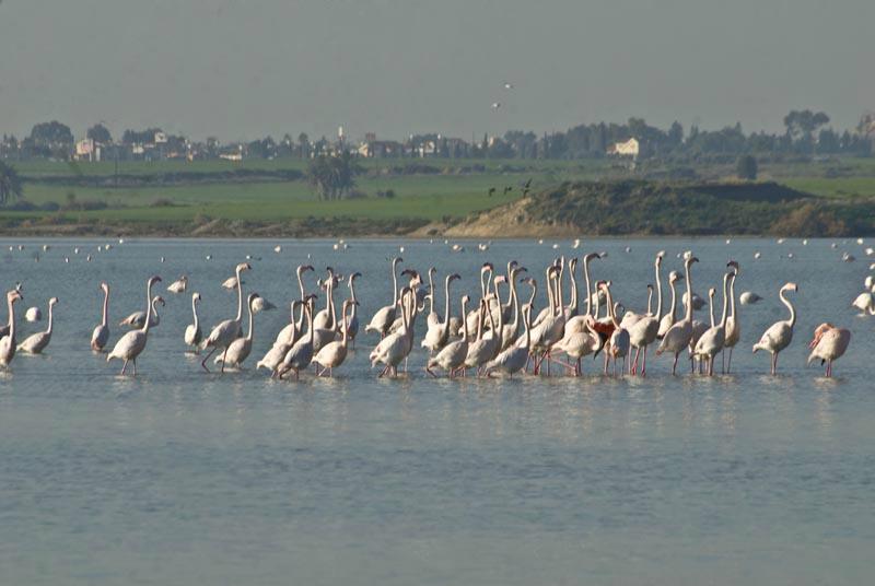 Стоит ли приезжать в феврале на Кипр?