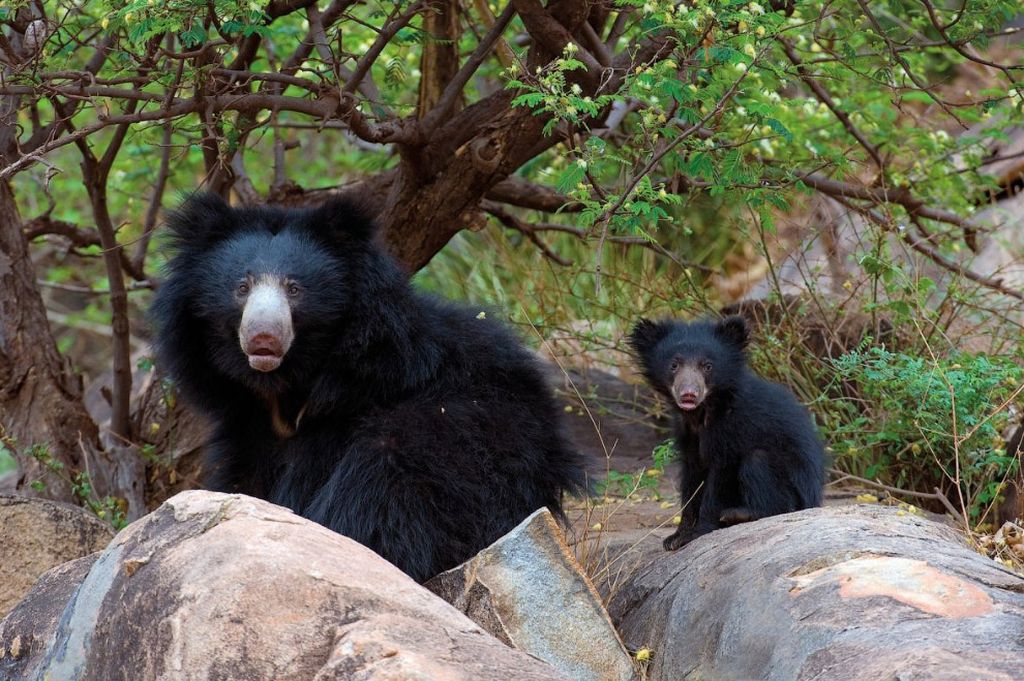 привлекательна Индия
