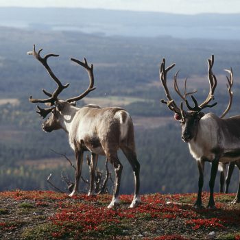 Чего вы не знали о Финляндии: самые интересные факты о стране и её жителях