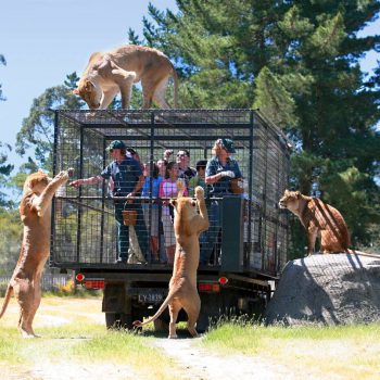 В этом зоопарке посетители в клетках! Животные гуляют на свободе