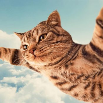 Необычный багаж в самолете. Как перевозить спортивное снаряжение, животных, музыкальные инструменты и электронику