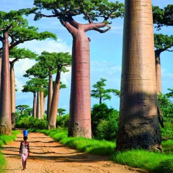 Аллея баобабов (Мадагаскар)