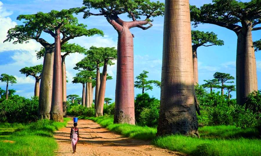 Леса с гигантскими деревьями.