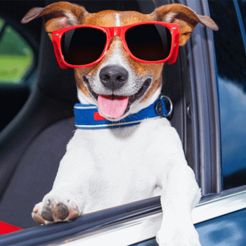 Путешествуйте с собакой