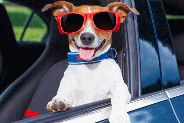 Путешествуйте с собакой