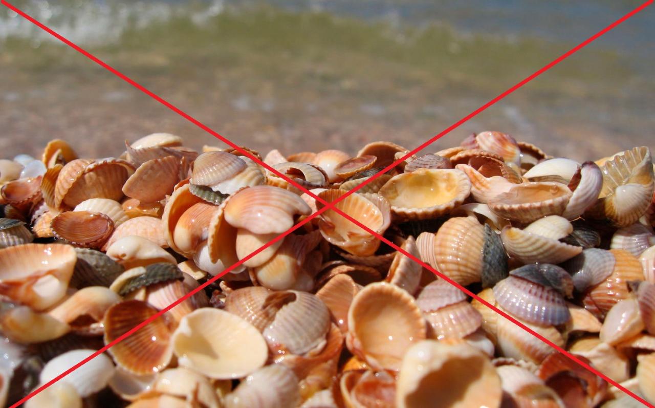 Запрещенные сувениры ракушки